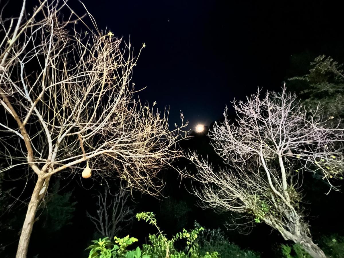 The Asgard Kasauli Bed & Breakfast Exterior photo